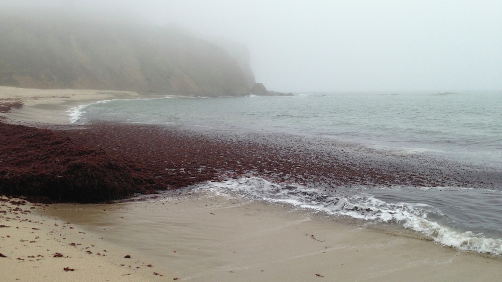 Mavericks-Beach